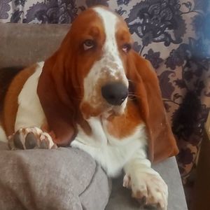 Meet your Posher, Marc françois